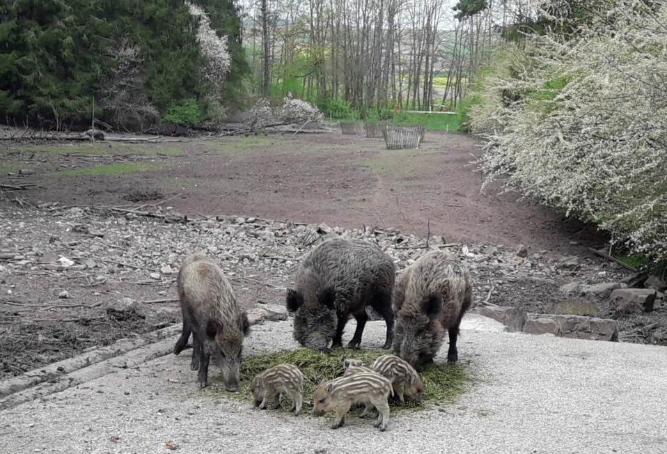 Wald -und Erlebnispfad, Dietingen